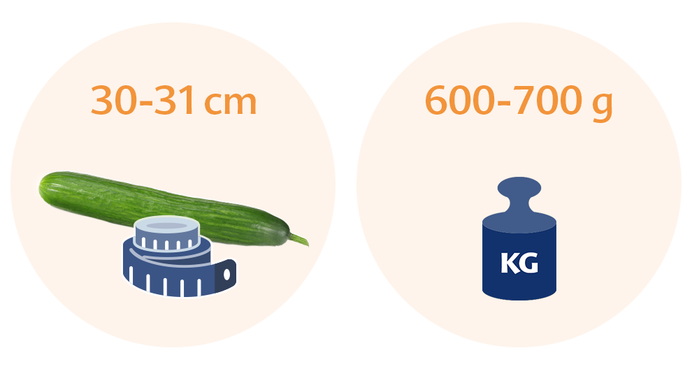Two circles with text and illustrations. The left circle has text indicating a height range of 30-31 cm and an illustration of a cucumber and a measuring tape. The right circle has text indicating a weight range of 600-700 g and an illustration of a weight scale with a kilogram symbol.