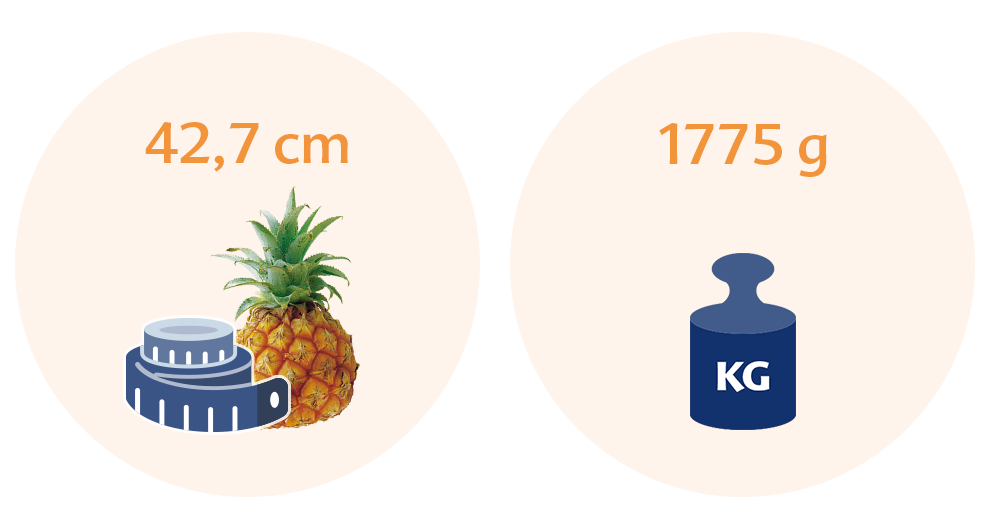 Two circles, each with a distinct illustration and a measurement. The left circle has a pineapple and a measurement of 42.7 cm, while the right circle has a weight scale with a measurement of 1775 g.